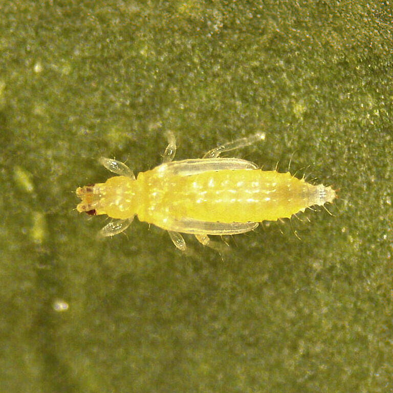Thrips Parvispinus Pupa