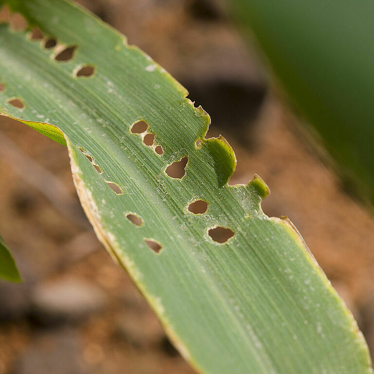 Damage caused by the Cotton leafworm Spodoptera littoralis