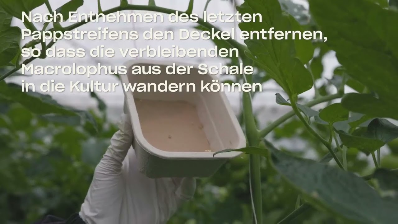 So wird's gemacht - Koppert Mirical