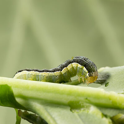 Cabbage moth Mamestra brassicae Larva