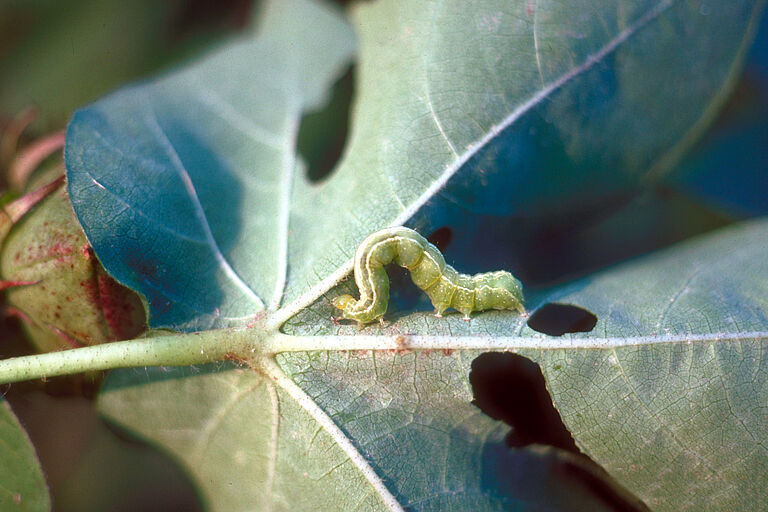 Cabbage looper Trichoplusia ni