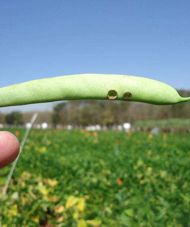 Bean damage caused by the Cotton bollworm Helicoverpa armigera