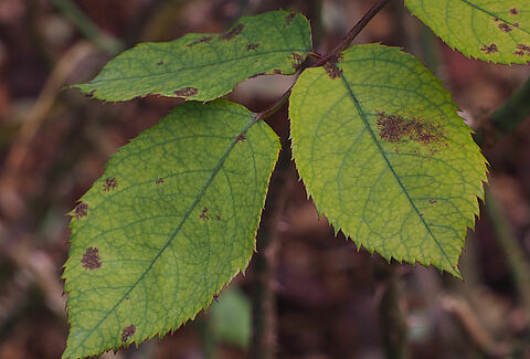 Falscher Mehltau der Rose