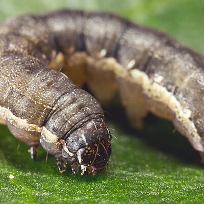 Larva of the Beet armyworm Spodoptera exigua