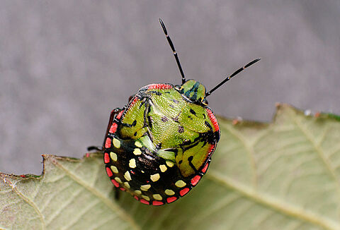Southern green stink bug