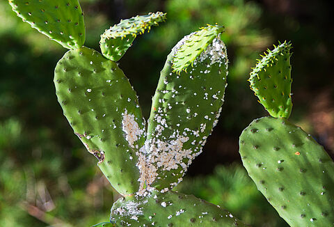 Cactus mealybug