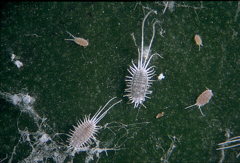 Langschwänzige Schmierlaus