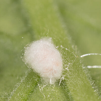 The Obscure mealybug Pseudococcus viburni