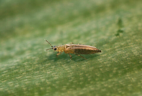 Tabakthrips