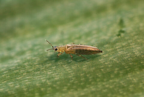 Tabakthrips
