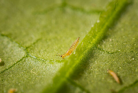 Kalifornischer Blütenthrips