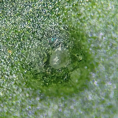 Thripse parvispinus-Ei