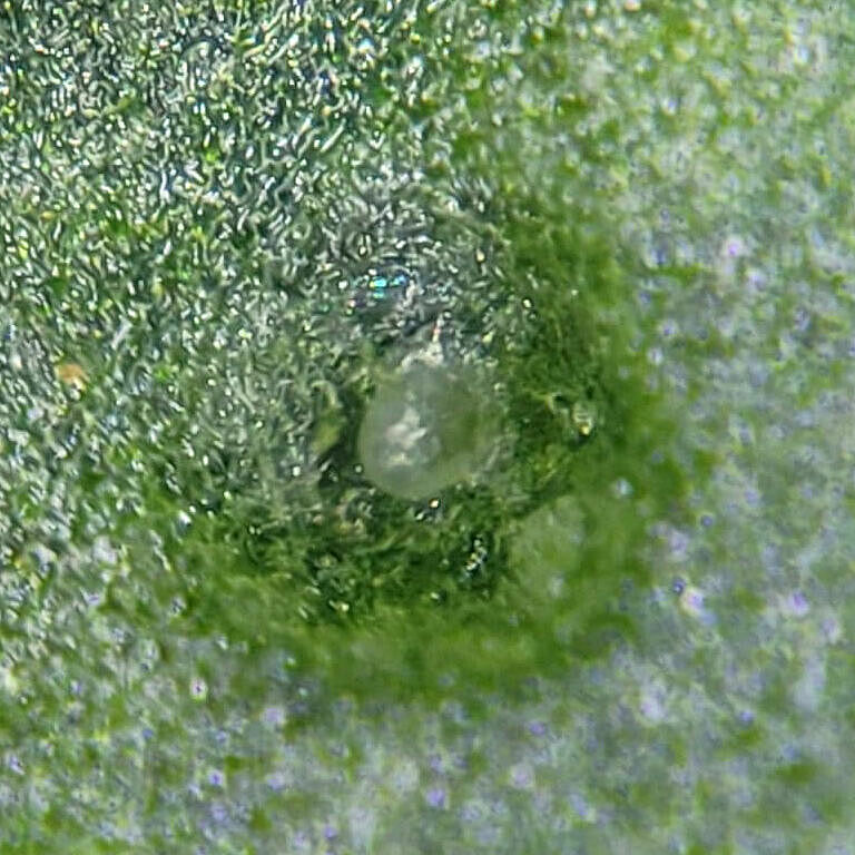 Thripse parvispinus-Ei