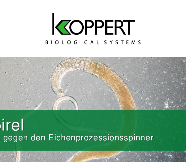 Capirel Eichenprozessionsspinner