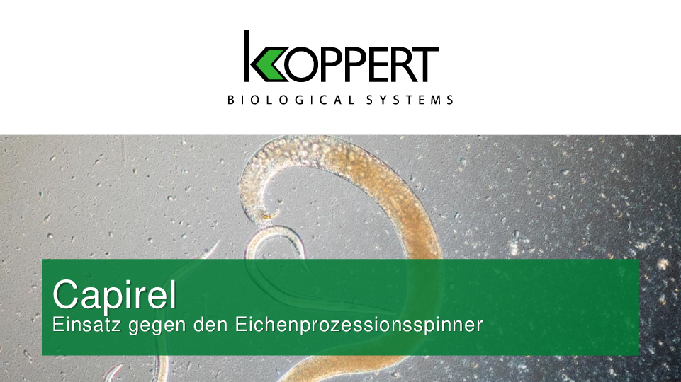 Capirel Eichenprozessionsspinner