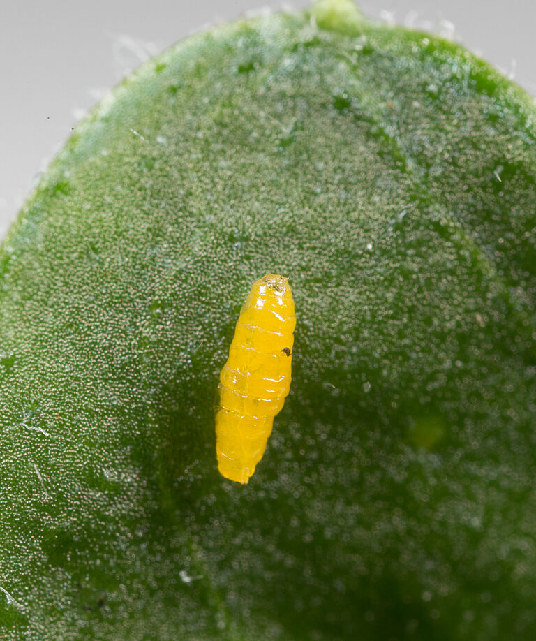 Pupa of the American serpentine leafminer Liriomyza trifolii