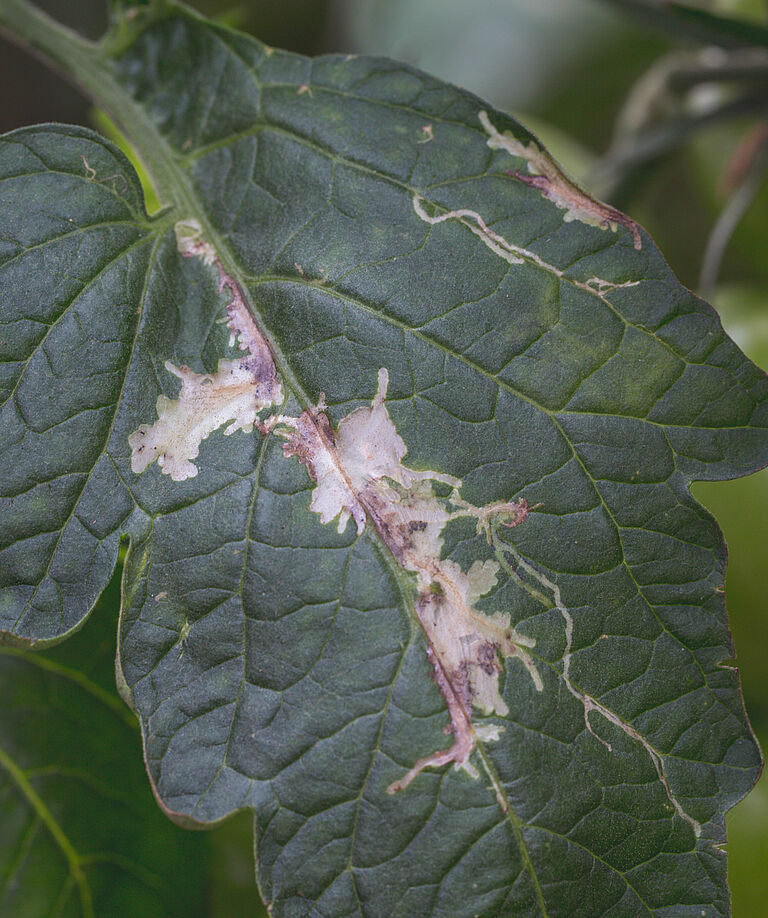 Damage caused by the Tomato leafminer Tuta absoluta