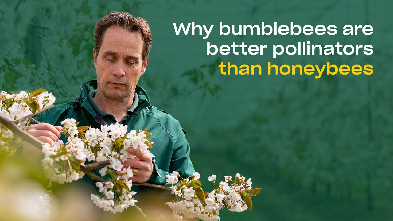 Why Bumblebees Are Better Pollinators Than Honeybees | Open Field Pollination Explained