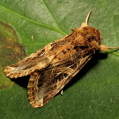 Cotton leafworm Spodoptera littoralis