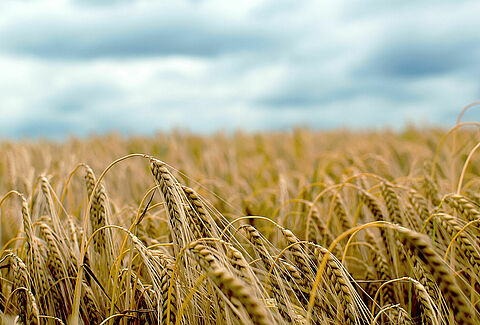 Gerste