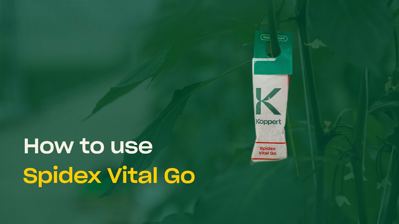 How To Use Spidex Vital Go - Predatory Mites to Control Spider Mites
