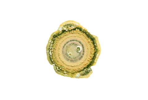 Management von Pflanzenkrankheiten