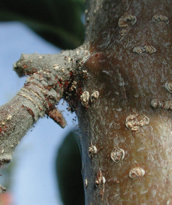 European red spider mite Panonychus ulmi