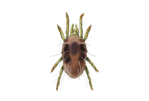 Spint Tetranychus urticae Adult Vrouwtje Illustratie