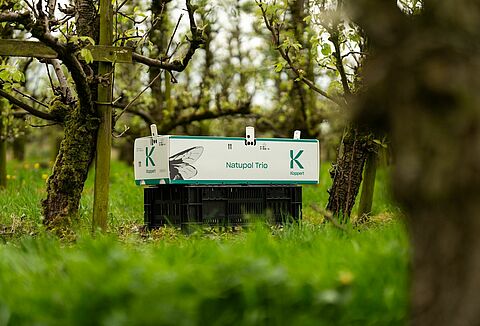 Beratung zur Bestäubung von Kulturpflanzen im Freiland