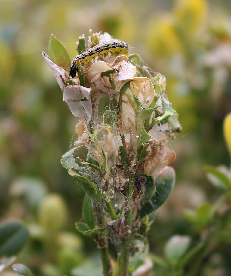 Damage caused by the Box tree moth Cydalima perspectalis