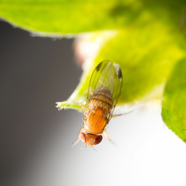 Adult form of the fruit fly Spotted Wing Drosophila Drosophila suzukii
