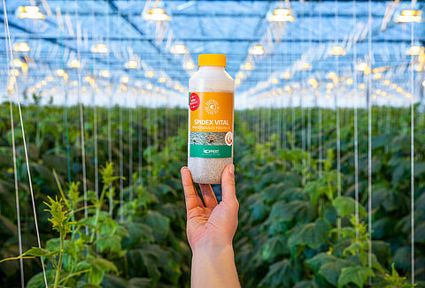 Spidex Vital: Ihr vitaler Partner in der Spinnmilbenbekämpfung