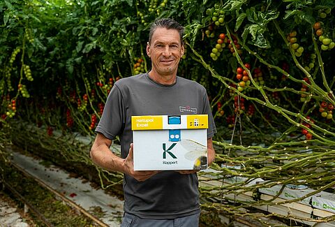 Maximierung der Bestäubung bei der Tomate
