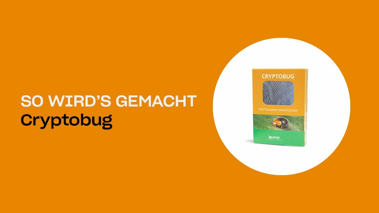 So wird's gemacht - Koppert Cryptobug