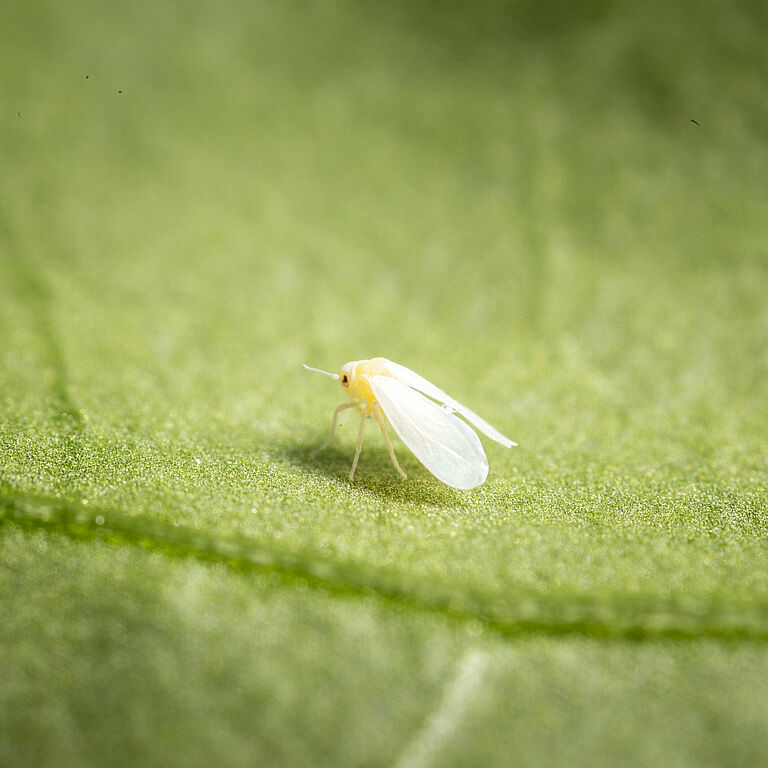 Greenhouse whitefly Trialeurodes vaporariorum adult