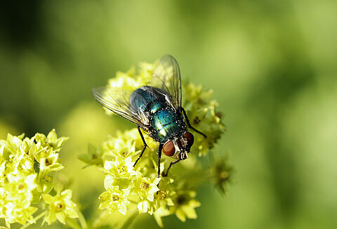 Natupol Fly-Checkliste