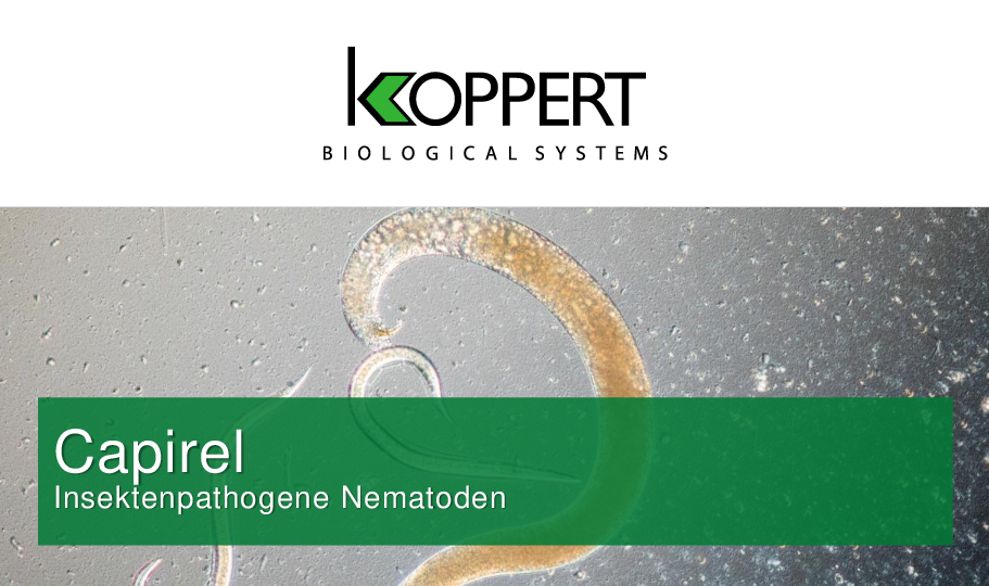 Capirel Apfelwickler