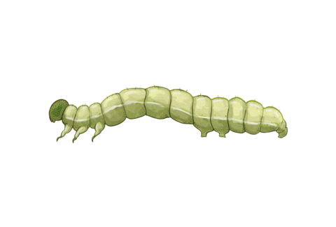 Golden twin-spot moth Chrysodeixis chalcites Larval stage illustratrion