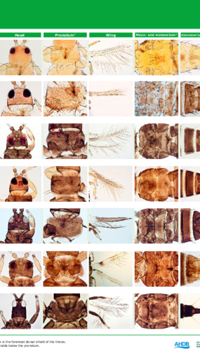 Thrips Identification Guide