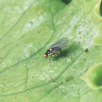 Serpentine leafminer Liriomyza huidobrensis