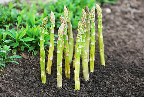 Spargel