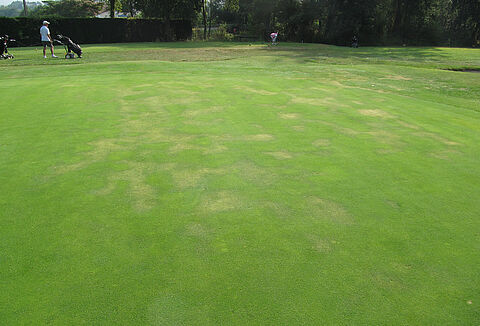 Schwarzbeinigkeit der Keimlinge