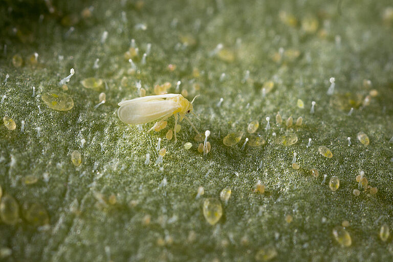 Tobacco whitelfy Bemisia tabaci infestation on leaf