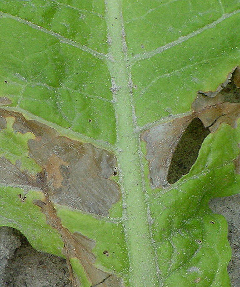Potato tuber moth Phthorimaea operculella