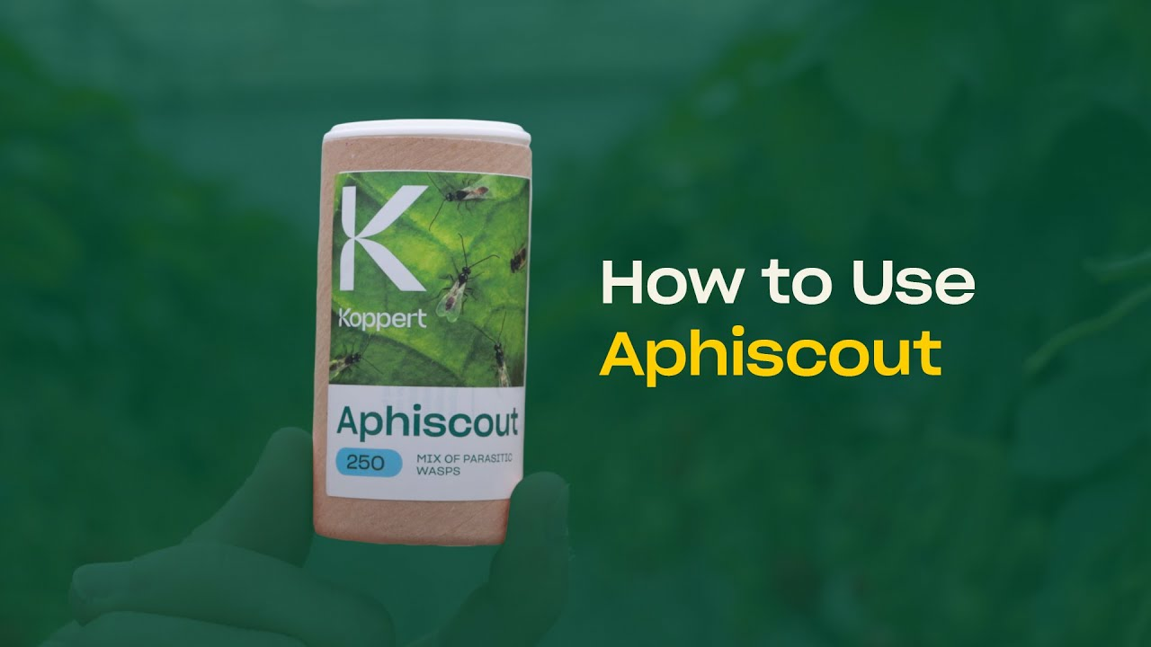 How to use Aphiscout from Koppert