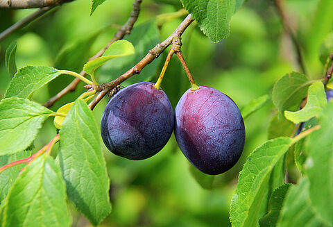 Pflaume