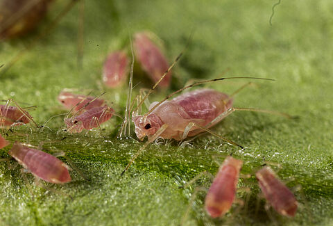 Grünstreifige Kartoffellaus